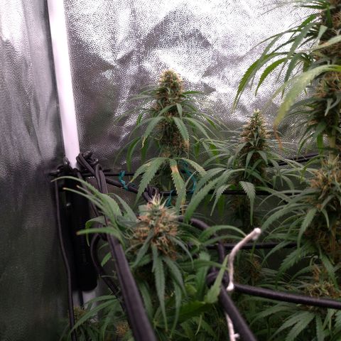 Prenseeds Rosa growlog timeline photo