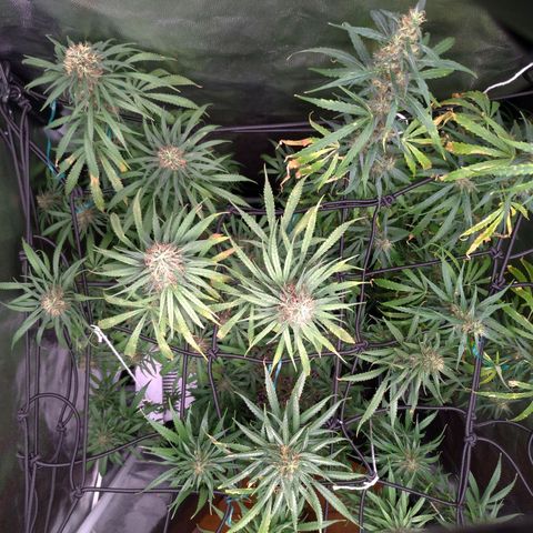 Prenseeds Rosa growlog timeline photo