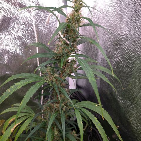 Prenseeds Verde growlog timeline photo