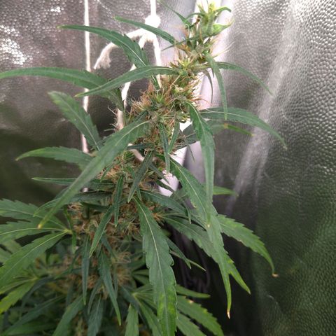 Prenseeds Verde growlog timeline photo