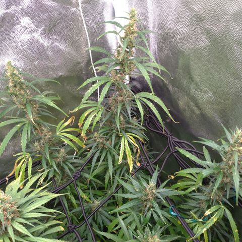 Prenseeds Verde growlog timeline photo
