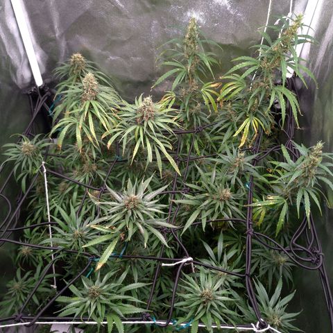 Prenseeds Verde growlog timeline photo
