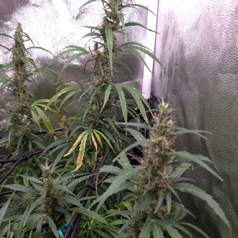 Prenseeds Verde growlog timeline photo