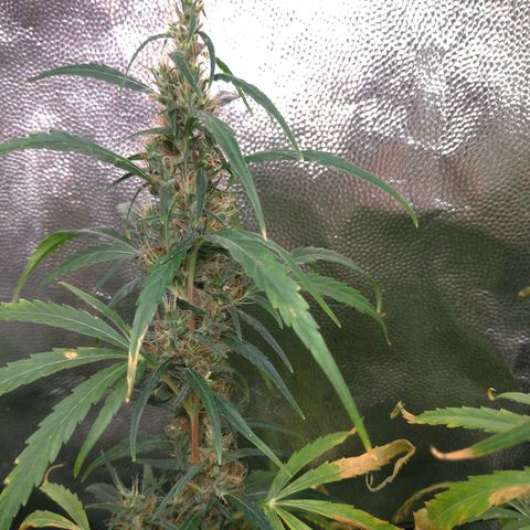 Prenseeds Verde growlog timeline photo