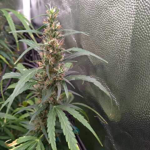 Prenseeds Verde growlog timeline photo