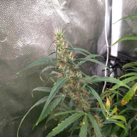Prenseeds Verde growlog timeline photo