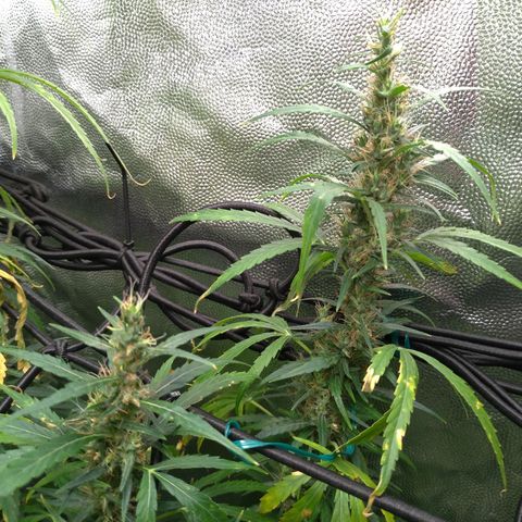 Prenseeds Verde growlog timeline photo