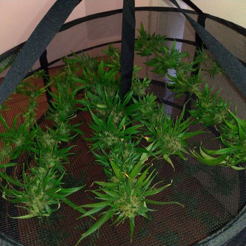 Prenseeds Amarela growlog timeline photo