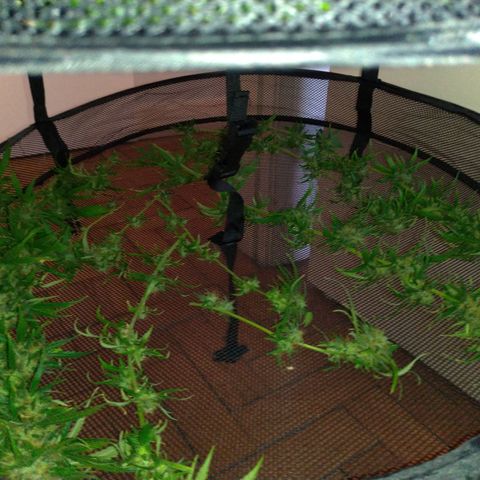 Prenseeds Amarela growlog timeline photo