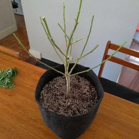 Prenseeds Amarela growlog timeline photo
