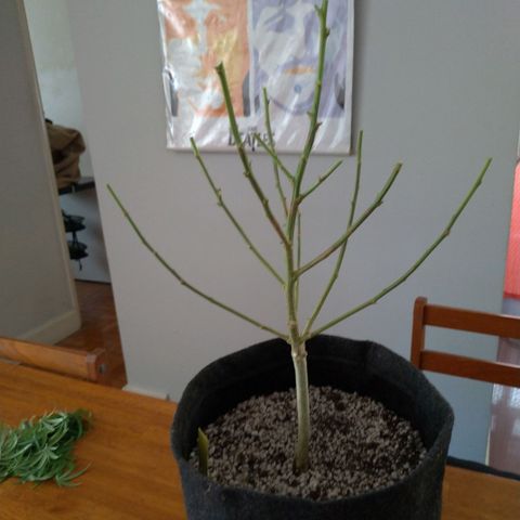 Prenseeds Amarela growlog timeline photo