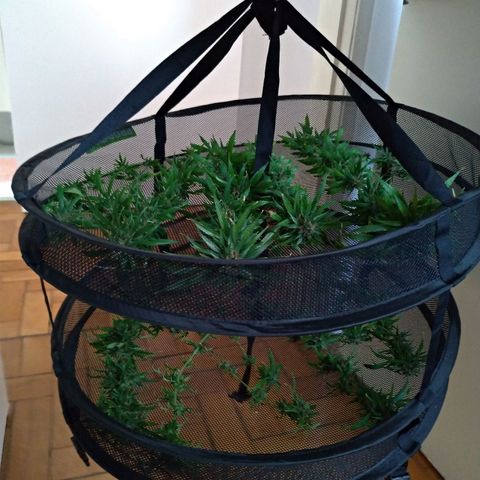 Prenseeds Amarela growlog timeline photo