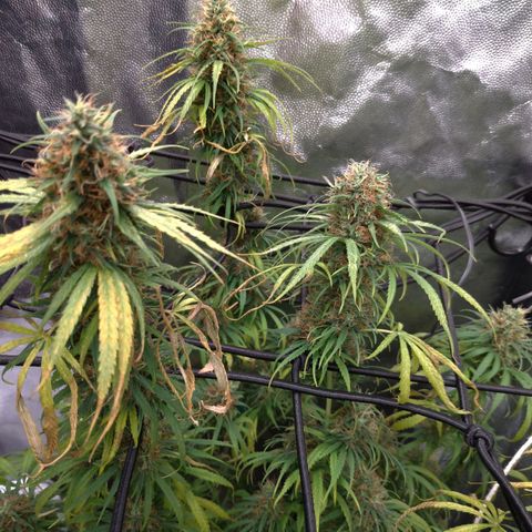 Prenseeds Rosa growlog timeline photo