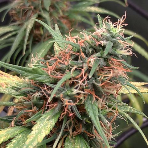 Prenseeds Rosa growlog timeline photo