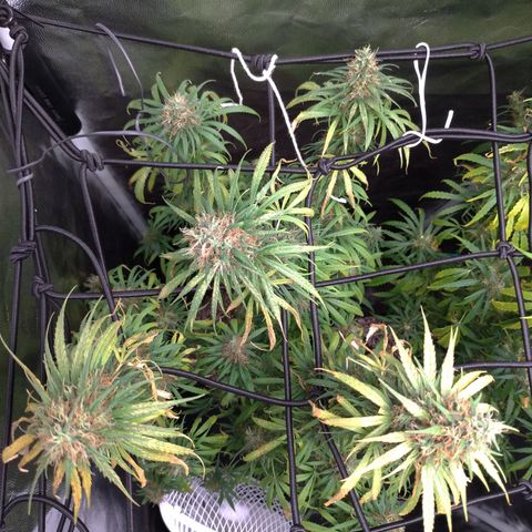 Prenseeds Rosa growlog timeline photo
