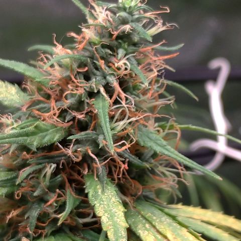Prenseeds Rosa growlog timeline photo