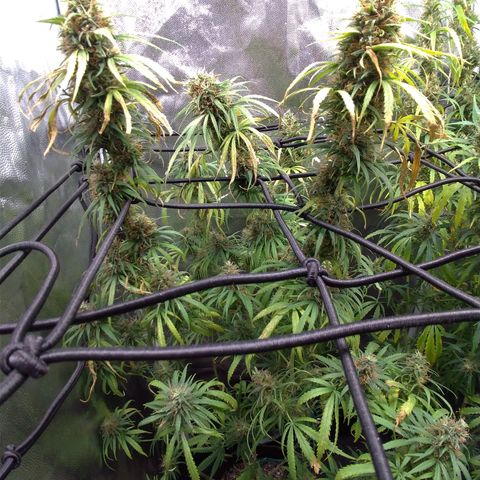 Prenseeds Rosa growlog timeline photo