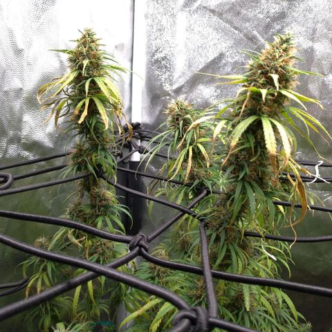 Prenseeds Rosa growlog timeline photo
