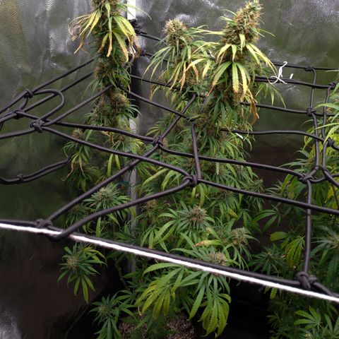Prenseeds Rosa growlog timeline photo