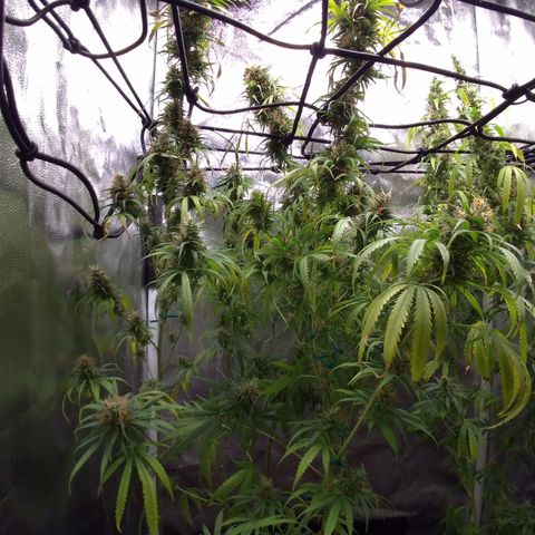 Prenseeds Rosa growlog timeline photo