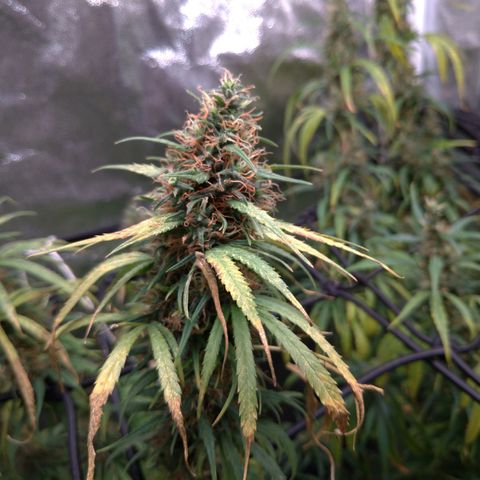 Prenseeds Rosa growlog timeline photo