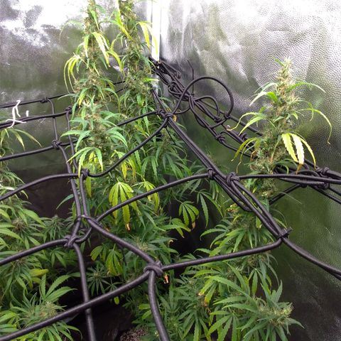 Prenseeds Verde growlog timeline photo