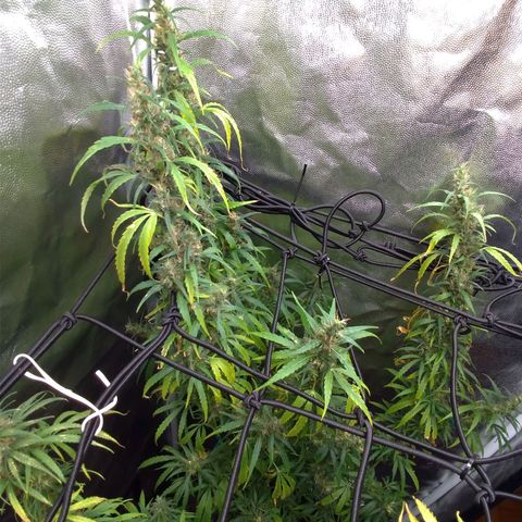 Prenseeds Verde growlog timeline photo