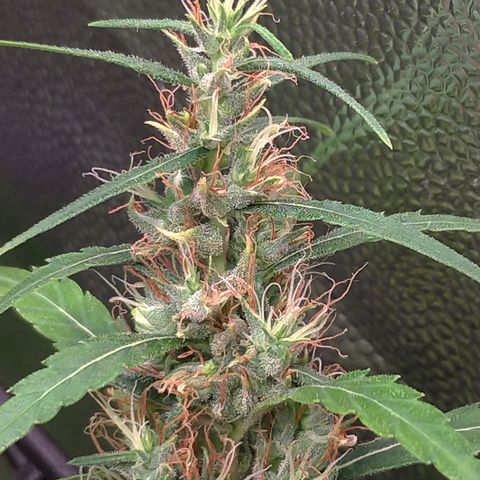 Prenseeds Verde growlog timeline photo