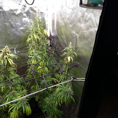 Prenseeds Verde growlog timeline photo