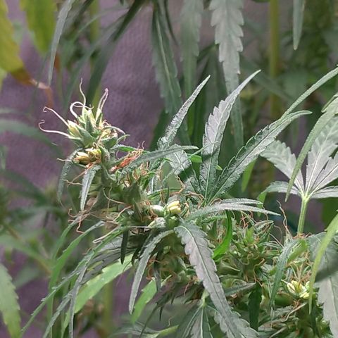 Prenseeds Verde growlog timeline photo