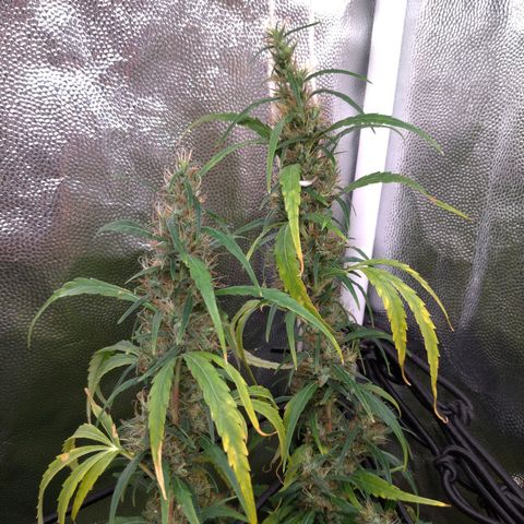 Prenseeds Verde growlog timeline photo