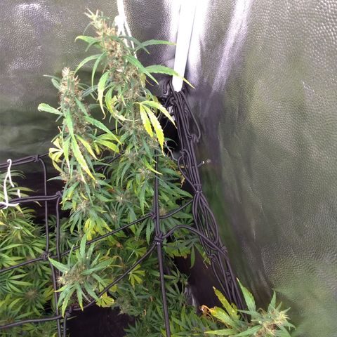 Prenseeds Verde growlog timeline photo
