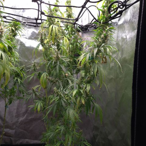 Prenseeds Verde growlog timeline photo