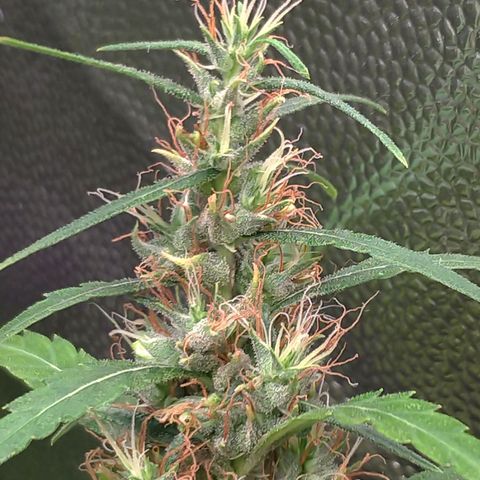 Prenseeds Verde growlog timeline photo