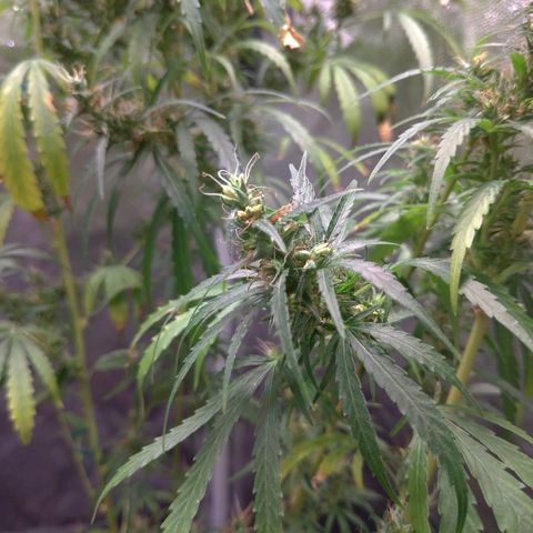 Prenseeds Verde growlog timeline photo