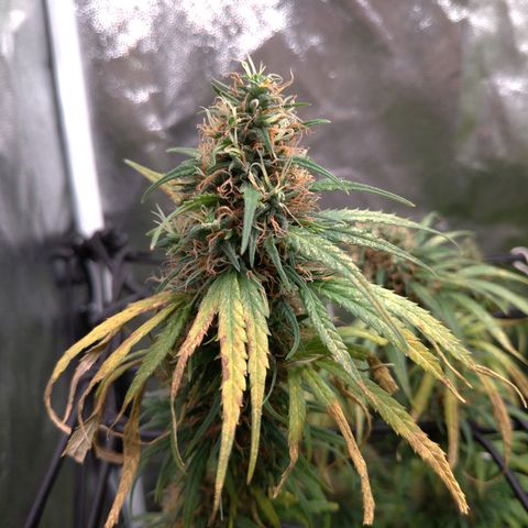 Prenseeds Rosa growlog timeline photo