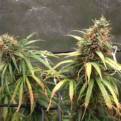 Prenseeds Rosa growlog timeline photo