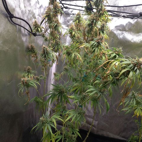 Prenseeds Rosa growlog timeline photo