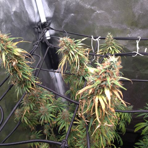 Prenseeds Rosa growlog timeline photo