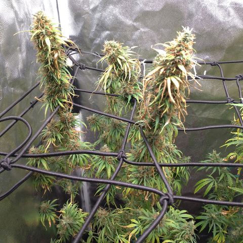 Prenseeds Rosa growlog timeline photo