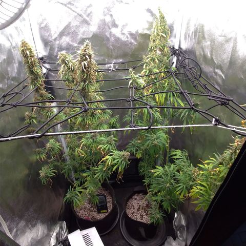 Prenseeds Rosa growlog timeline photo