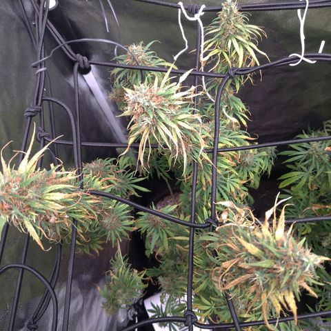Prenseeds Rosa growlog timeline photo