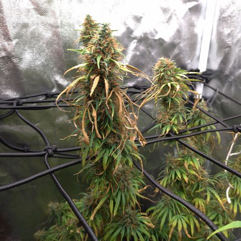 Prenseeds Rosa growlog timeline photo