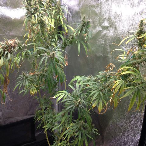 Prenseeds Verde growlog timeline photo