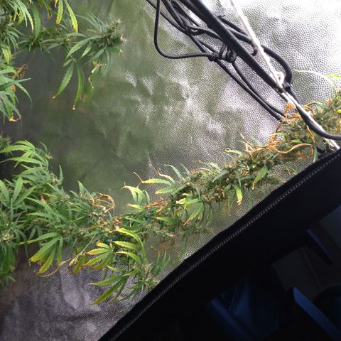 Prenseeds Verde growlog timeline photo