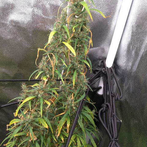 Prenseeds Verde growlog timeline photo
