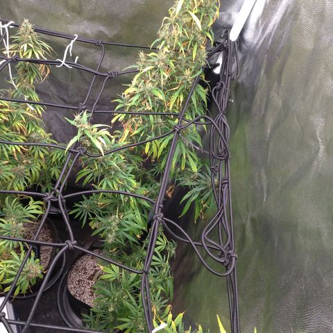 Prenseeds Verde growlog timeline photo