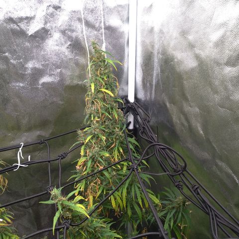 Prenseeds Verde growlog timeline photo