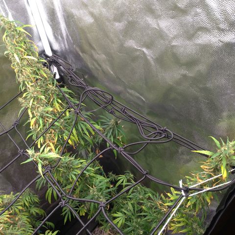Prenseeds Verde growlog timeline photo