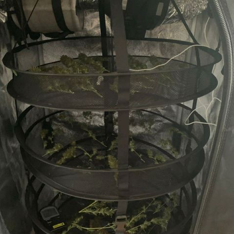 Prenseeds Verde growlog timeline photo